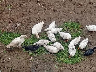 lalafo goyercin satisi: Temiz pekin ordeyleri yumrtasi 90 faiz mayalı siferis önceden veresiz — 6