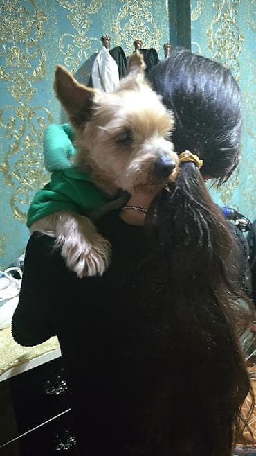 Yorkşir teryer, Erkek, Ünvandan götürmə lalafo.az -da Yorkşir teryer, Erkek, Ünvandan götürmə