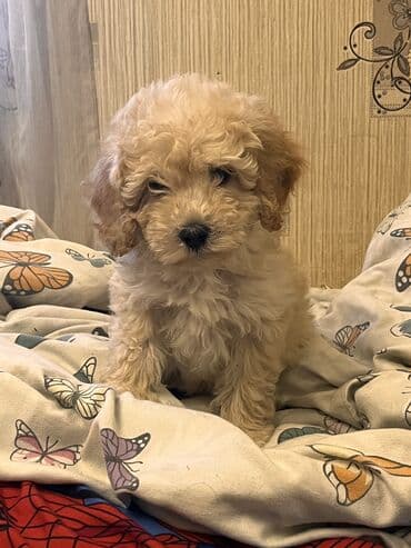 gözəl it adları: Pudel, 2 ay, Erkek, Peyvəndli, Ödənişli çatdırılma — 2