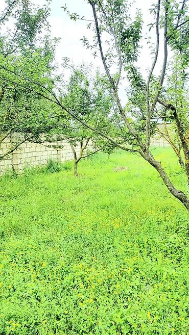 sahe: 24 sot, Tikinti, Mülkiyyətçi, Kupça (Çıxarış) — 6