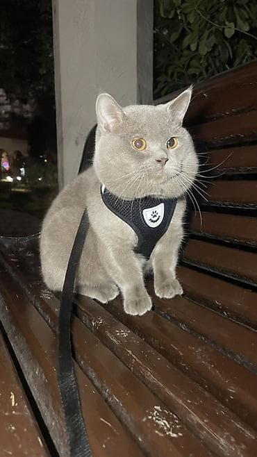 british shorthair: Britan, Erkək, Cütləşmə üçün — 1