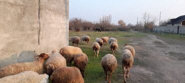 Sırğalar: 75 baş qoyun sürüsü satılır — 2