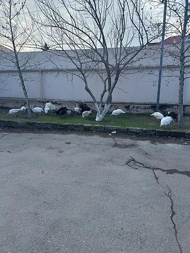 С/х животные и товары: Tecili Satılır! 18 eded hinduşka. 4 erkek qalanı fere. Hazirda — 4