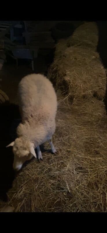 Gəmiricilər: Saglam heyvandır Dişi quzudur Pula ehtiyac olduğu ucun satılır Diri — 1