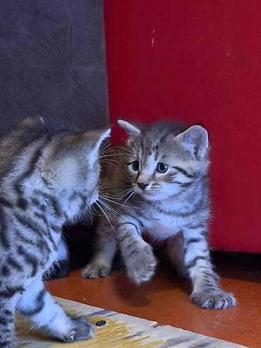 barter heyvanlar: Tabbi — 4