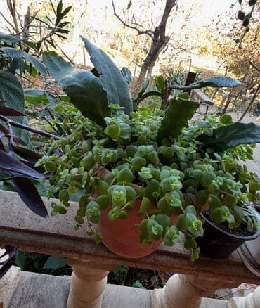 ev bitkiləri: Müxtəlif dekorativ otaq bitkiləri kolleksiyası - Kompozit sükulent — 24