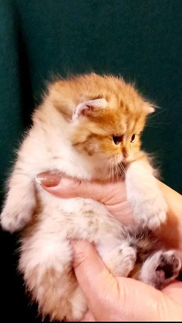 pişim: Britan, Erkək, Dişi, Ünvandan götürmə — 2