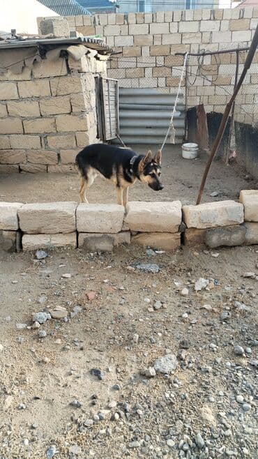 собака отдам в хорошие руки: Alman çoban iti, 6 ay, Erkek — 8