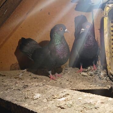 Qara rəngdə dekorativ göyərçinlər - Növ: ev/yalı göyərçini