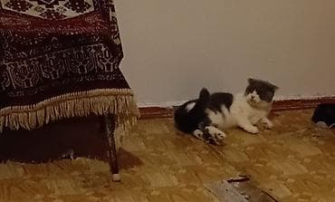 pisik balası: Britan — 1