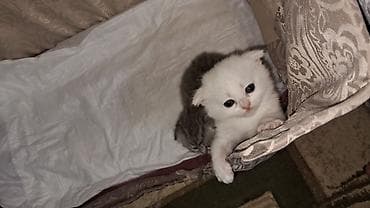 samoyed satisi: Şinşilla, Dişi — 6