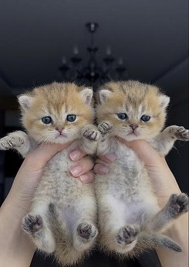 одежда для кошек: Baby face show class şinşila pişik balalar. Bu qiymətə saf qan — 3