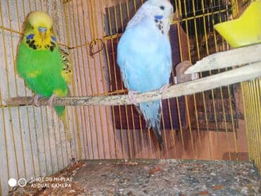 dəvə qusu: Çex cütler satılır papuqaylar təmiz qan vıstıvıcnıy vıstıvka sərgi — 2