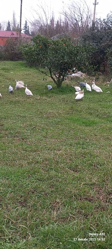 1 aylık doberman: Məhsul: Hind toyuqları – Qvineya quşları (keçilər) Təsvir: - Təbii — 5