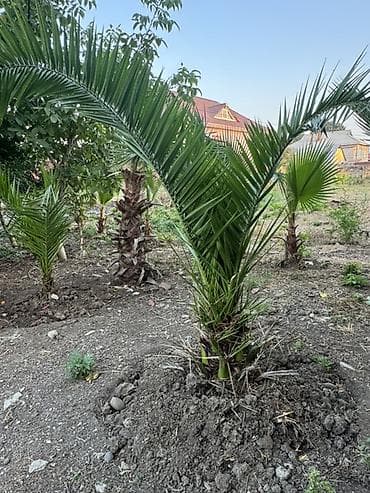 kala bitkisi: Vaşinqton Palma ağacları – 150cm 
Xurma agaclari. Her razmerde — 2
