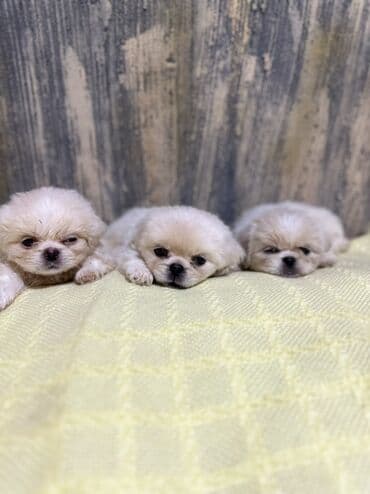 it parodaları: Pekines, 2 ay, Erkek — 7