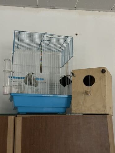 купить клетку для морской свинки: Quş qəfəsi və yuvalıq dəsti - Ölçü: orta həcmli, ev quşları üçün — 2