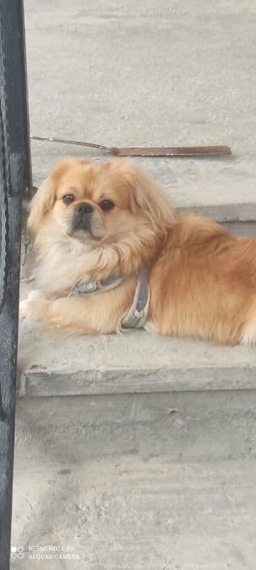 it ucun tasma: Pekines, 1 il, Dişi, Ünvandan götürmə — 2