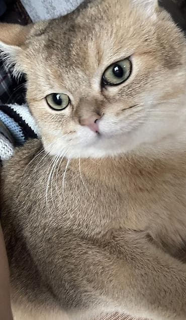 pişik sığınacağı: Britan, Ödənişli çatdırılma — 1