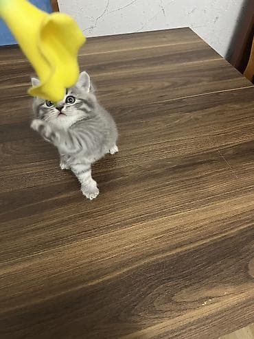 pisik yuvalari: Britan, Erkək, Dişi, Yaxşı əllərə, Ünvandan götürmə — 4