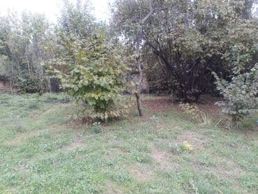 findiq ləpəsi: Fındıq bağı – yetişmiş kollardan ibarət məhsuldar sahə - Yetişmiş — 7