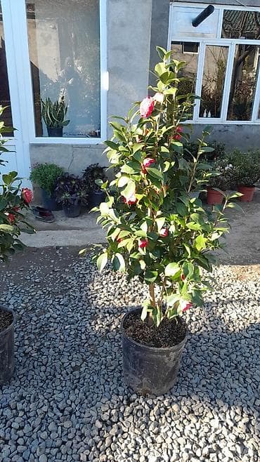 Kamelya (Camellia japonica) – saksıda, budanmış formda dekorativ