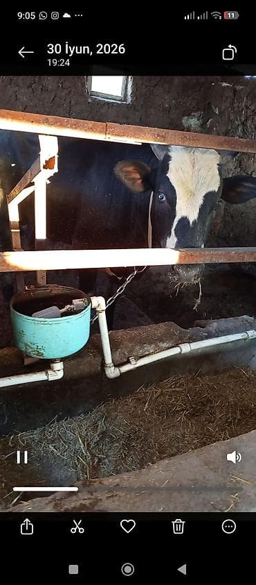 inek yemi: Yarımbordağ danalar,11 baş,diri çəkiləri 240-300 kgqiyməti diri — 3