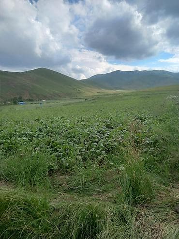 badamdar torpaq satışı: 65 sot, Kənd təsərrüfatı, Mülkiyyətçi, Kupça (Çıxarış) — 3