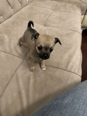 xaski iti satisi: Çixuahua, Dişi — 2