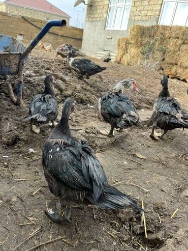 Коровы, быки: Самка, | Lal ordek, Для разведения, Самовывоз — 1