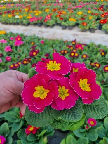 qızıl gül buketi: Gullerin satişi — 11