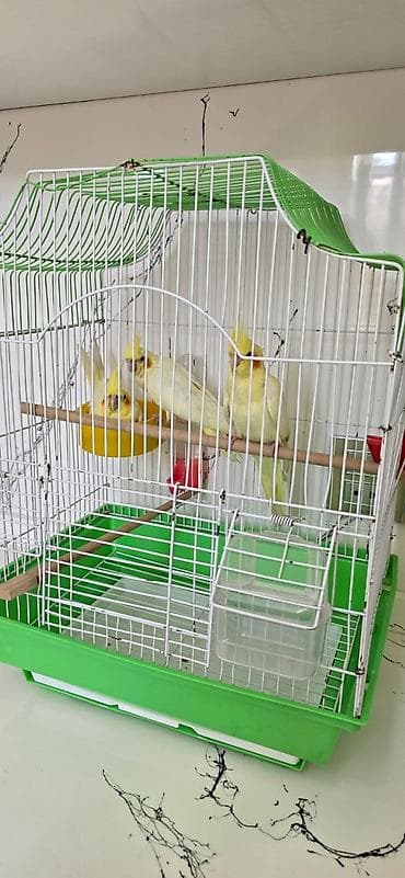 qus dami: Qirmizigoz lutino temiz qan balalar saglam vitaminli quslardi hamisin — 2