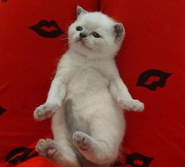 siyam pişiyi: Yaxşı əllərə — 5