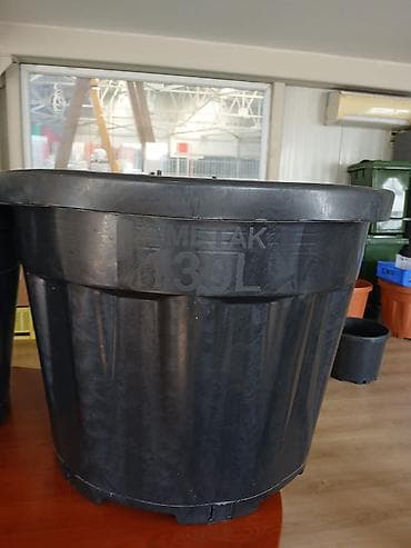 şam ağac: Plastik bağ və fidanqodu qabları – müxtəlif həcmlərdə 130 litrlik 25 — 2