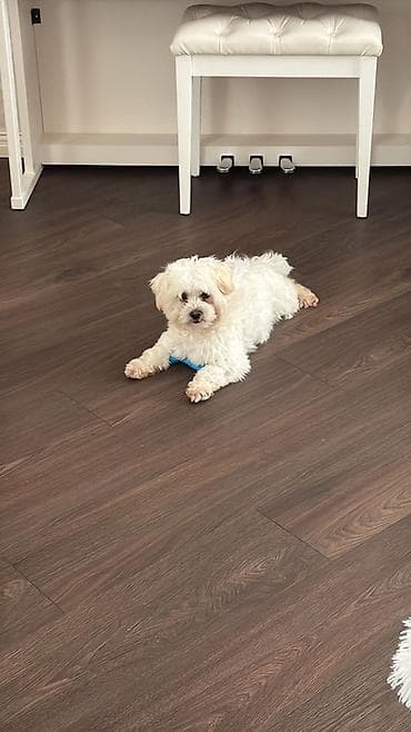 it şəkili: Malta bolonka, 1 il, Erkek, Peyvəndli, Ünvandan götürmə, Ödənişli çatdırılma, Rayonlara çatdırılma — 2