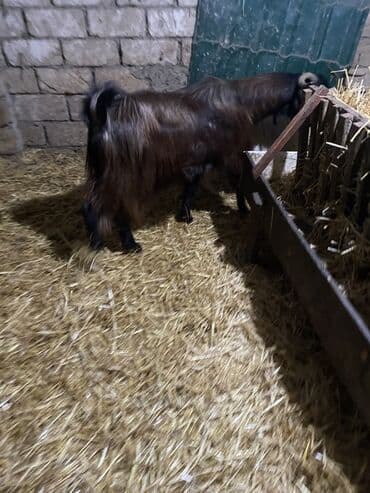 Quşlar: 2 yaş yarimliq heleb tekesi satilir tam aktiv heyvandi unvan Mehdiabad — 5