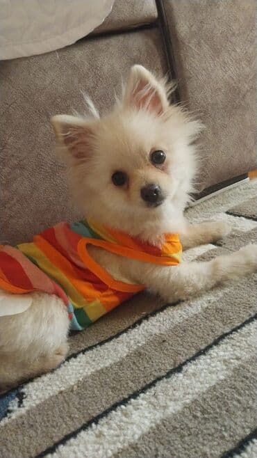 it xaltalari satisi: Şpitz, 5 ay, Dişi, Ünvandan götürmə — 2