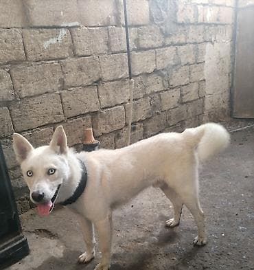 İtlər: Xaski, 6 ay, Erkek — 2
