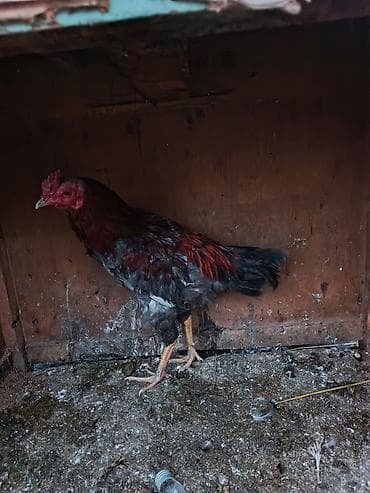 kənd çolpaları: Məhsul: Ev quşu – xoruz Təsvir: - Şəkillərdə olan xoruz satılır. - — 2