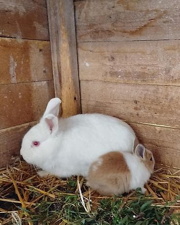 Miniatür dekorativ dovşanlar – müxtəlif rənglər və uzun tüklü Lionhead