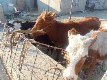 хаски цена в баку: Salam 5 eded disi danadi 2 si 1100 manatdan 3 de 900 manatdam Tam — 5