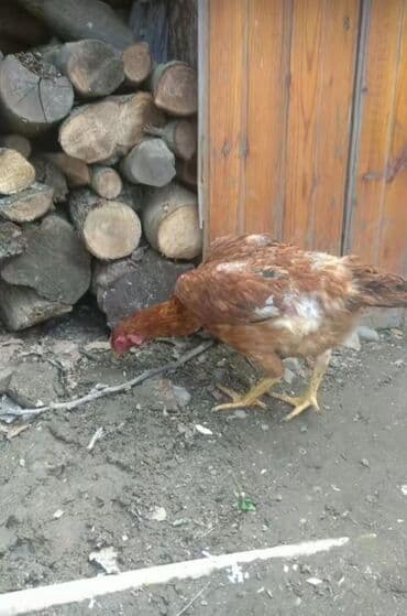 ağ pişik: Toyuq, Damazlıq, Ödənişli çatdırılma — 1