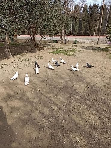 Salam 9 dənə enli quyruq 2 dənə təmiz ıran 11 quş 150 manat ünvan — 3