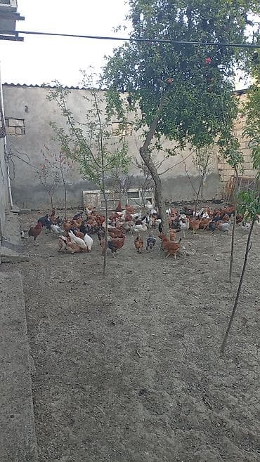 Toyuq, Ətlik, Ünvandan götürmə — 2
