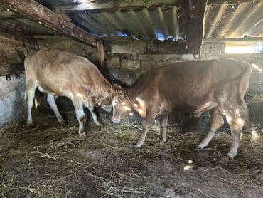 heyvan bazari inekler: Самка, лет: 1, 100120 кг, Для разведения — 13