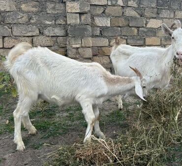K/t heyvanları və malları: Bala keçi — 2