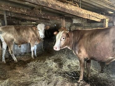 heyvan bazari inekler: Əlaqə Vp — 1