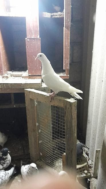 Bu Heyvani qacirtmisam,kim tutubsa zehmet olmasa menle elaqe