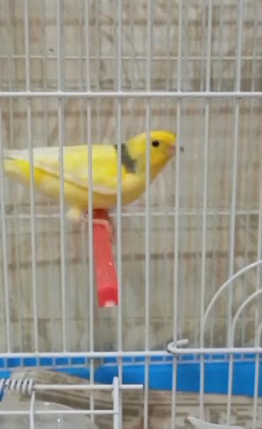 amadin qusu: Bulbül cavan ərkək — 6