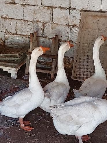 Digər quşlar lalafo.az -da Digər quşlar